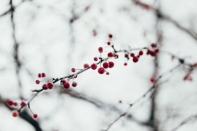 Winter Memory Books